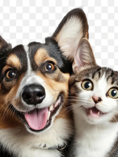 Dogs and Cats