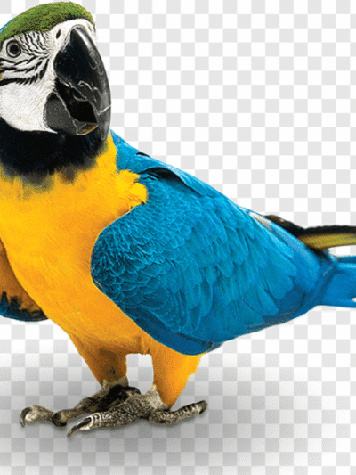 Birds